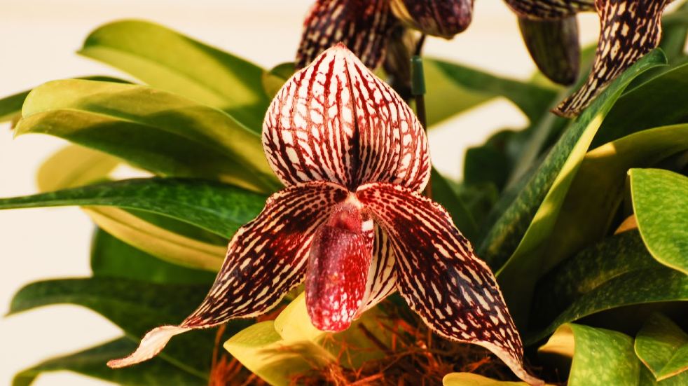Rothschild orchid
